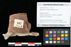 Foto (Objekt + Etikett) von Muscites mnioides Ettingshausen (NHMW-GEO-2024-0188-0107)
